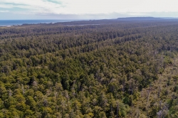 Anser Lake Aerial