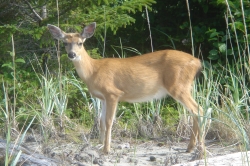 Deer on Haida Gwaii