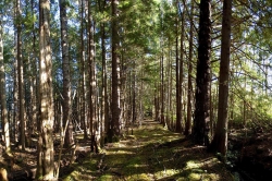 Vegetation on Property