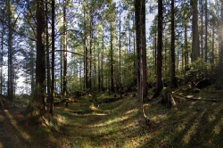 Vegetation on Property