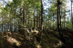 Vegetation on Property