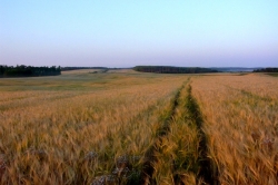 Barley Field