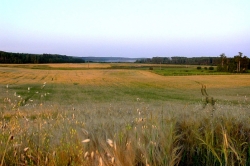 Barley Field