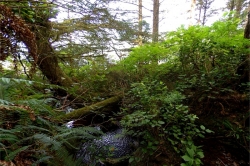 Cape Scott Provincial Park, Vancouver Island