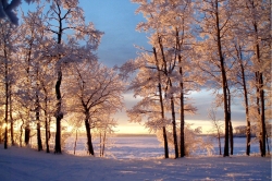 Hoar Frost, Northern BC