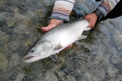 Fishing on Pitt River