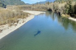 Pitt Lake