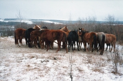 Ranch Horses