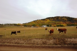 Cows at Ootsa Reach