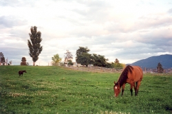 Thompson River Estates Horses