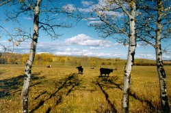 Ranch Life at Edwards Place