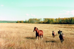 Ranch Horses