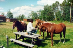 Ranch Horses