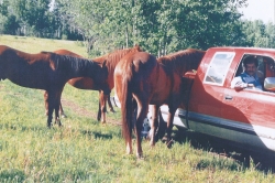 Rudy with Horses