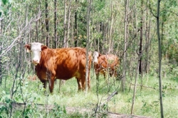 Cows at Twan