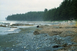 Bear on Cape Scott Provincial Park beach