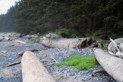 Bear on Cape Scott Provincial Park beach