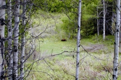 Bears in the Noralee Region, Lakes District
