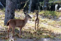 Haida Gwaii Deer