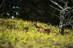 Haida Gwaii Deer