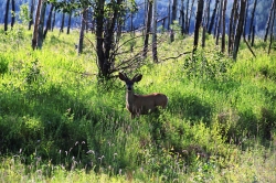 Peace River Deer