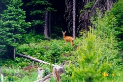 Deer on Amberty Creek