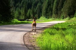 Deer Running