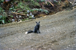 Fox on Road