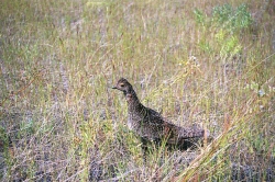 Grouse