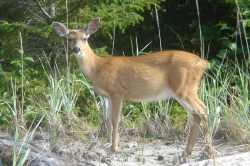 Haida Gwaii Deer