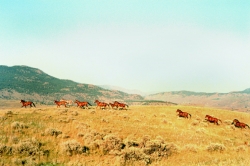Wild horses in Savona