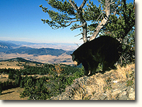 Black bears have thrived and increased in number in B.C.