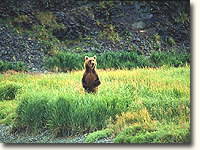 If you encounter a bear- do not turn your back to it.