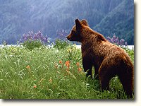 Bears love open spaces with berry bushes.