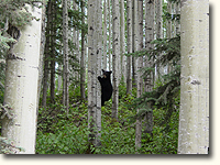 Black bear cub