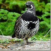 Grouse1