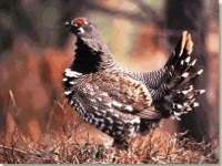 A Ruffed Grouse