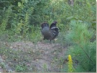 Grouse in the wild.