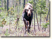 Irritated moose charging